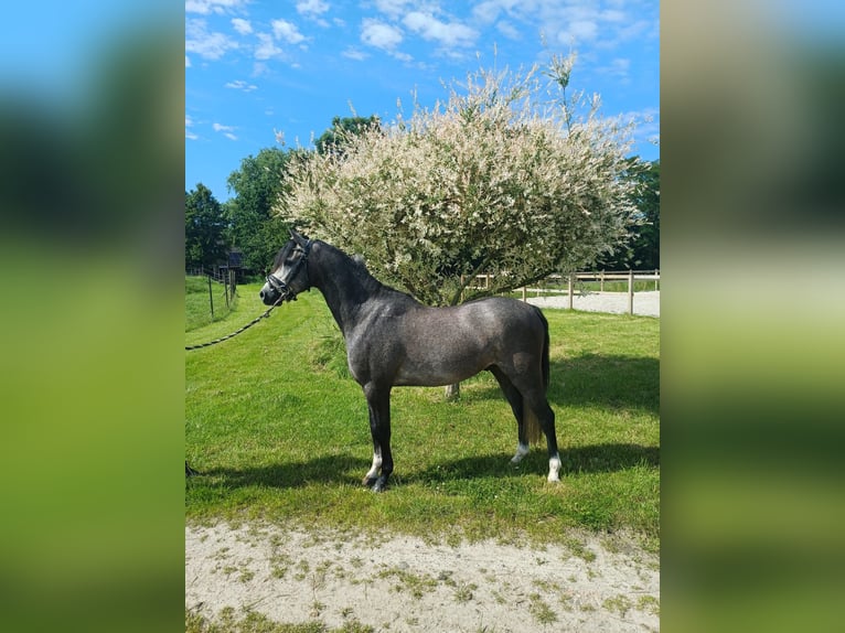 Galés B Caballo castrado 3 años 136 cm Ruano azulado in Ravenswoud