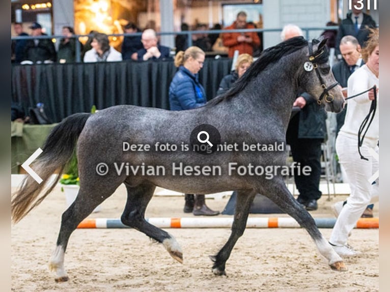 Galés B Caballo castrado 3 años 136 cm Ruano azulado in Ravenswoud