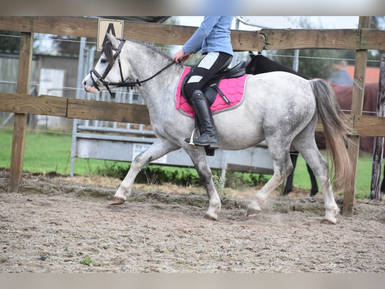 Galés B Caballo castrado 4 años 120 cm Tordo in Achtmaal