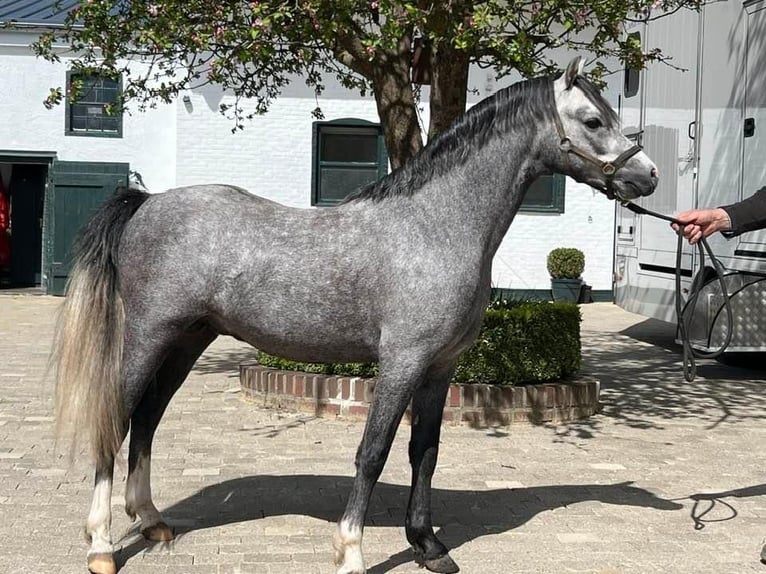 Galés B Caballo castrado 4 años 124 cm Tordo in De Mortel