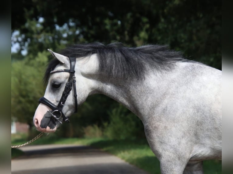 Galés B Caballo castrado 4 años 125 cm Tordo in Holten