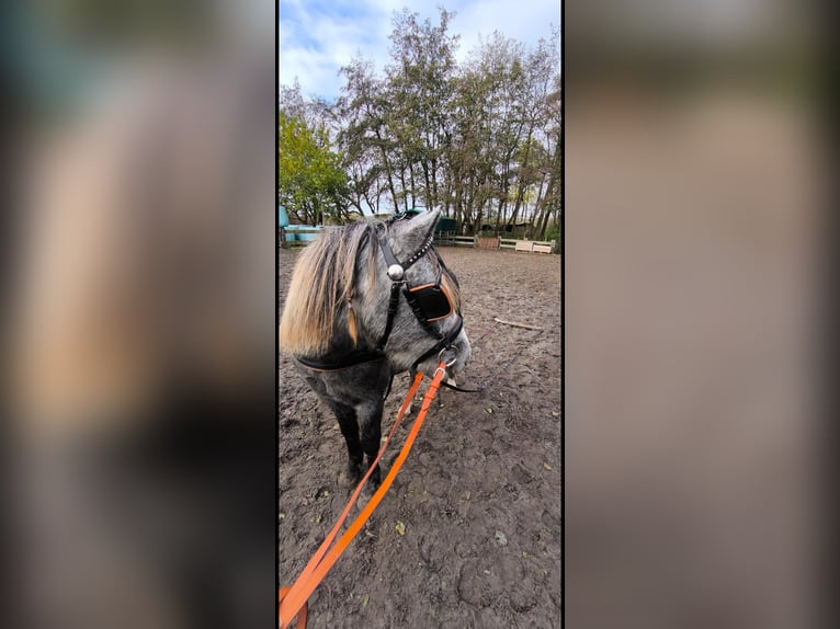 Galés B Mestizo Caballo castrado 4 años 126 cm in Emden