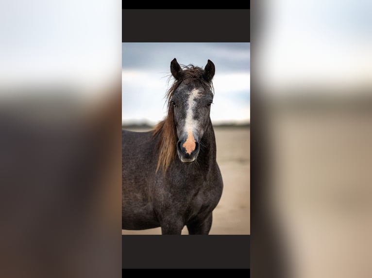 Galés B Mestizo Caballo castrado 4 años 126 cm in Emden