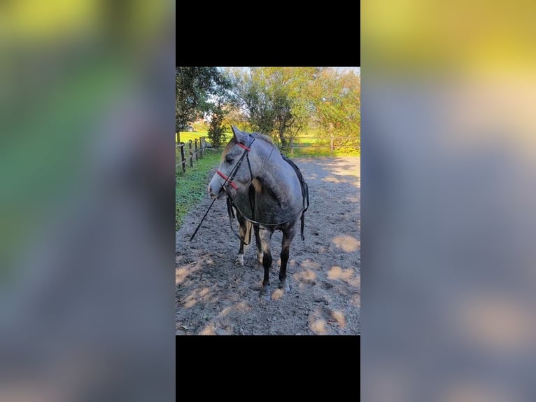 Galés B Mestizo Caballo castrado 4 años 126 cm in Emden