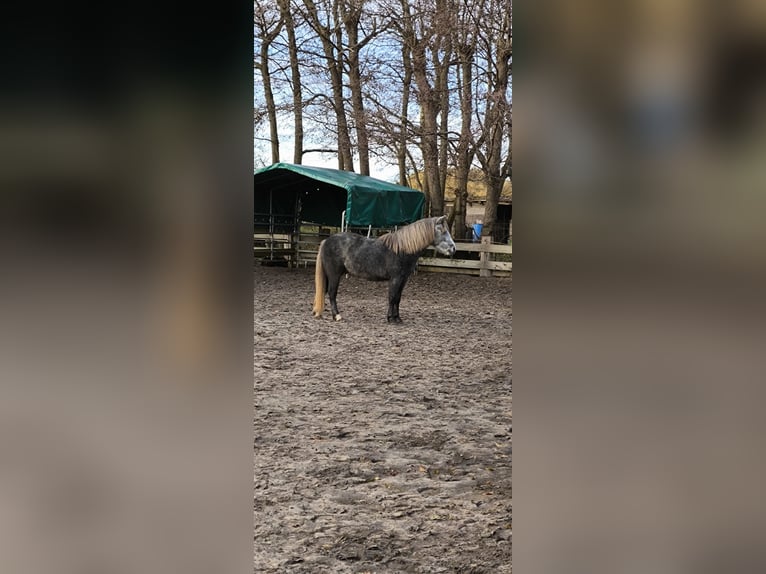 Galés B Mestizo Caballo castrado 4 años 126 cm in Emden