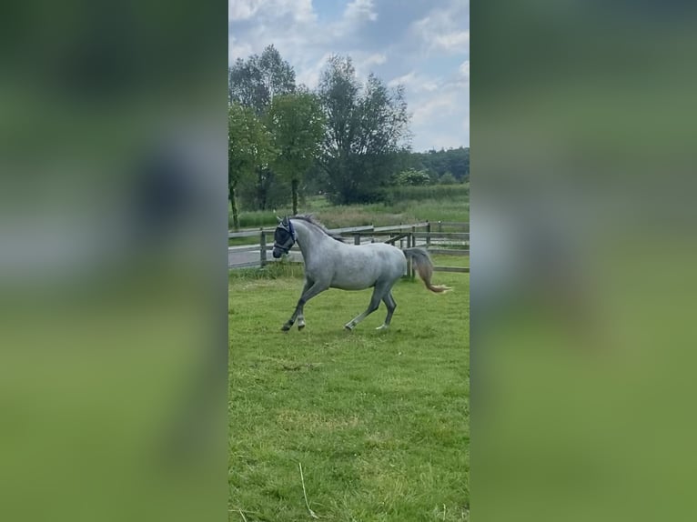 Galés B Caballo castrado 4 años 126 cm Tordo in Zutphen