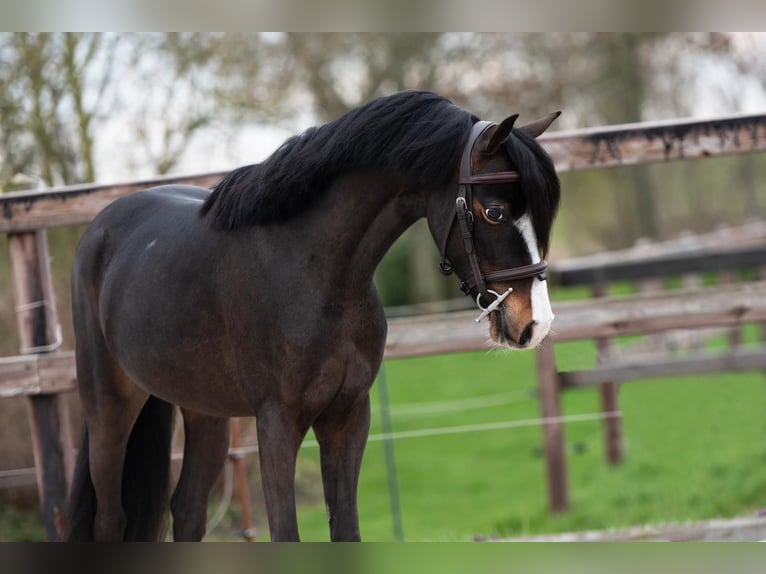 Galés B Caballo castrado 4 años 127 cm Castaño oscuro in Fuldabrück