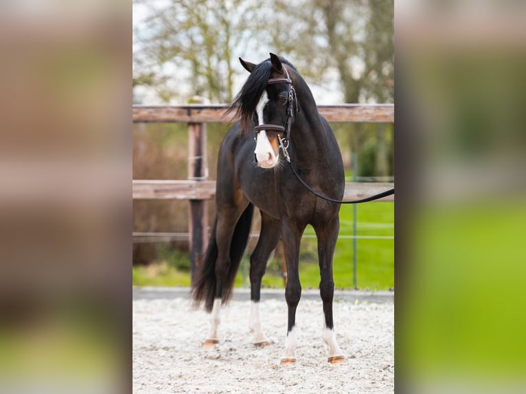 Galés B Caballo castrado 4 años 127 cm Castaño oscuro in Fuldabrück