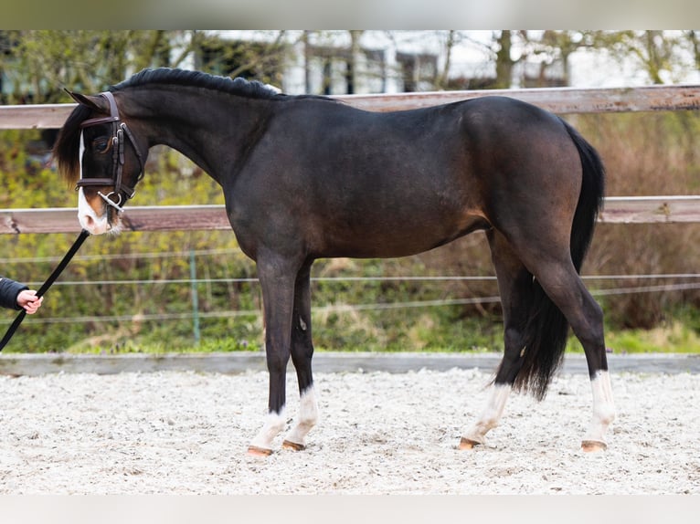 Galés B Caballo castrado 4 años 127 cm Castaño oscuro in Fuldabrück