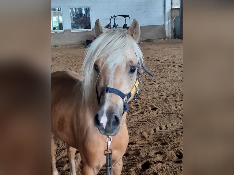 Galés B Caballo castrado 4 años 127 cm Palomino in Niederzier