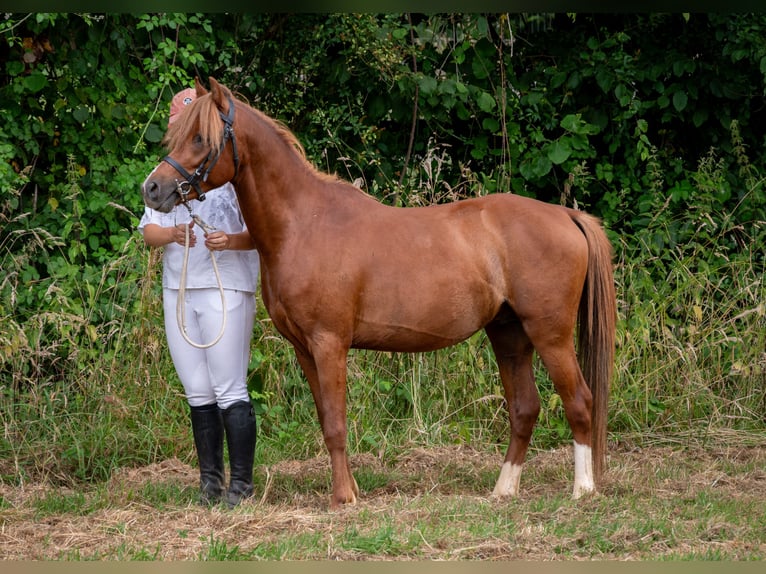 Galés B Caballo castrado 4 años 129 cm Alazán in Grez-Neuville