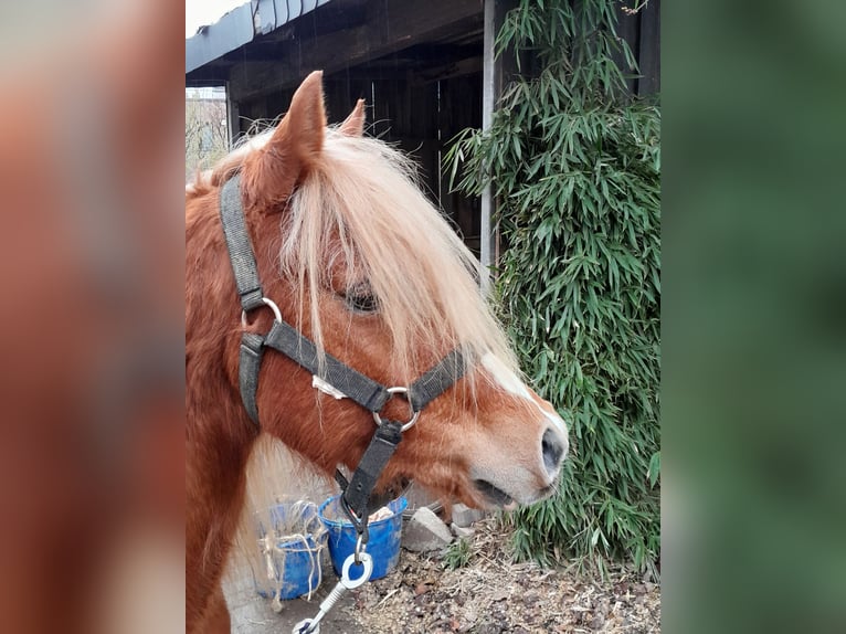 Galés B Caballo castrado 4 años 130 cm Alazán in Niederzier