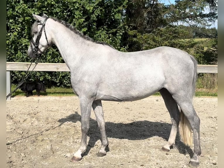 Galés B Caballo castrado 4 años 131 cm Tordo in Süderlügum