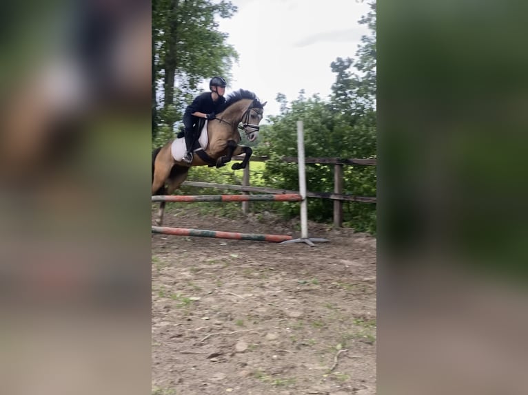 Galés B Caballo castrado 4 años 132 cm Buckskin/Bayo in Putten
