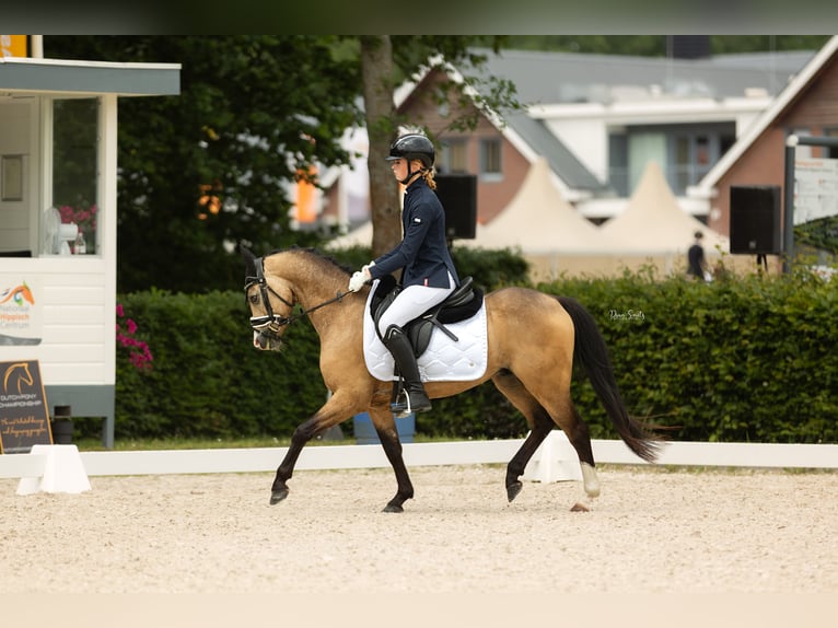 Galés B Caballo castrado 4 años 132 cm Buckskin/Bayo in Putten