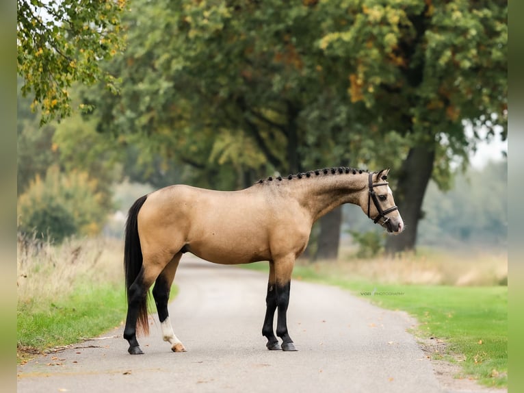 Galés B Caballo castrado 4 años 132 cm Buckskin/Bayo in Asten