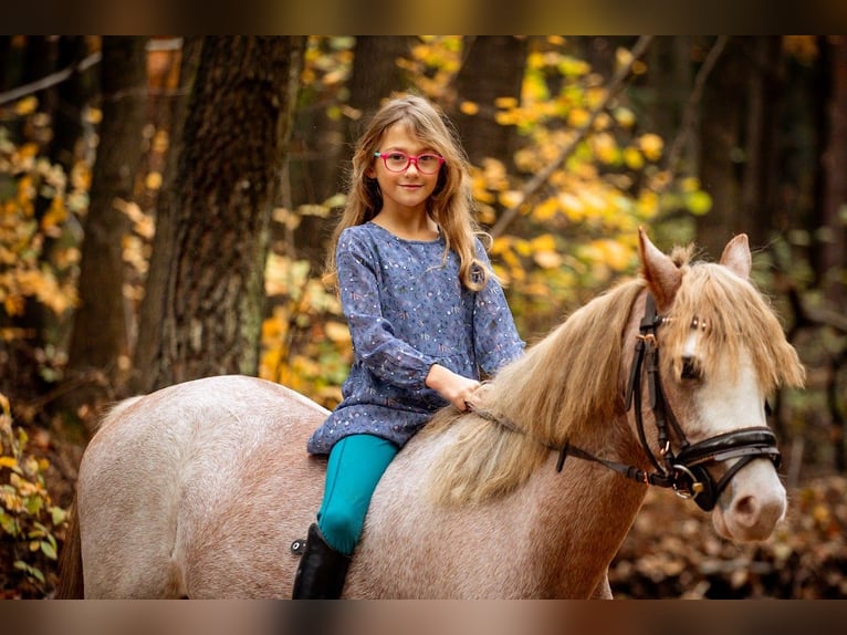 Galés B Caballo castrado 4 años 132 cm Sabino in Nova Baňa