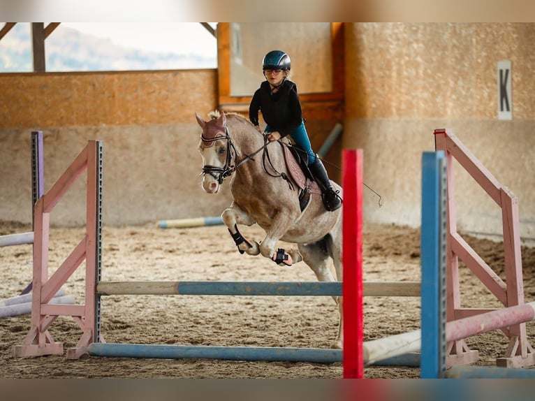 Galés B Caballo castrado 4 años 132 cm Sabino in Nova Baňa