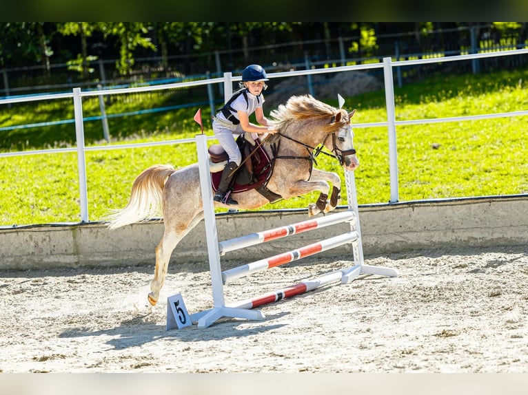 Galés B Caballo castrado 4 años 132 cm Sabino in Nova Baňa