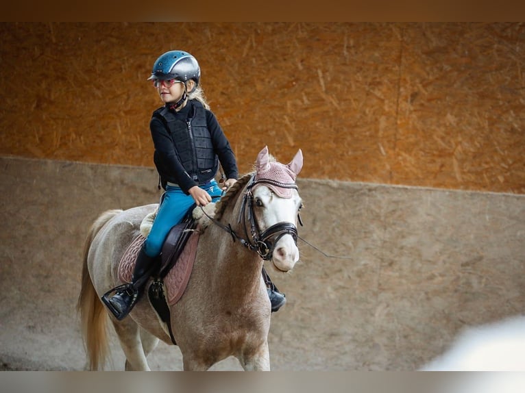 Galés B Caballo castrado 4 años 132 cm Sabino in Nova Baňa