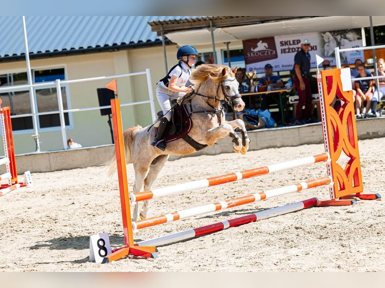 Galés B Caballo castrado 4 años 132 cm Sabino in Nova Baňa