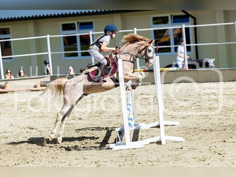 Galés B Caballo castrado 4 años 132 cm Sabino in Nova Baňa