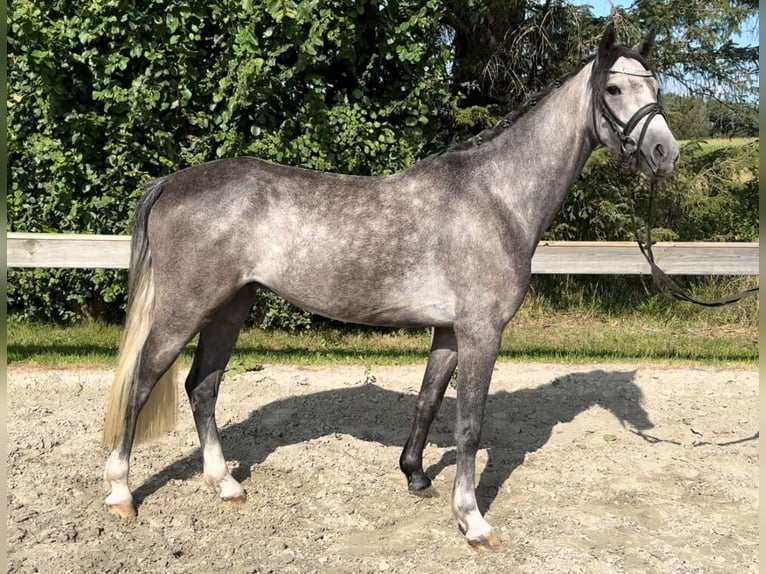 Galés B Caballo castrado 4 años 132 cm Tordo in Süderlügum