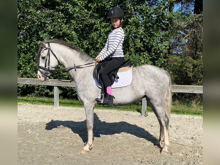 Galés B Caballo castrado 4 años 132 cm Tordo in Süderlügum