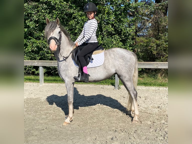 Galés B Caballo castrado 4 años 132 cm Tordo in Süderlügum