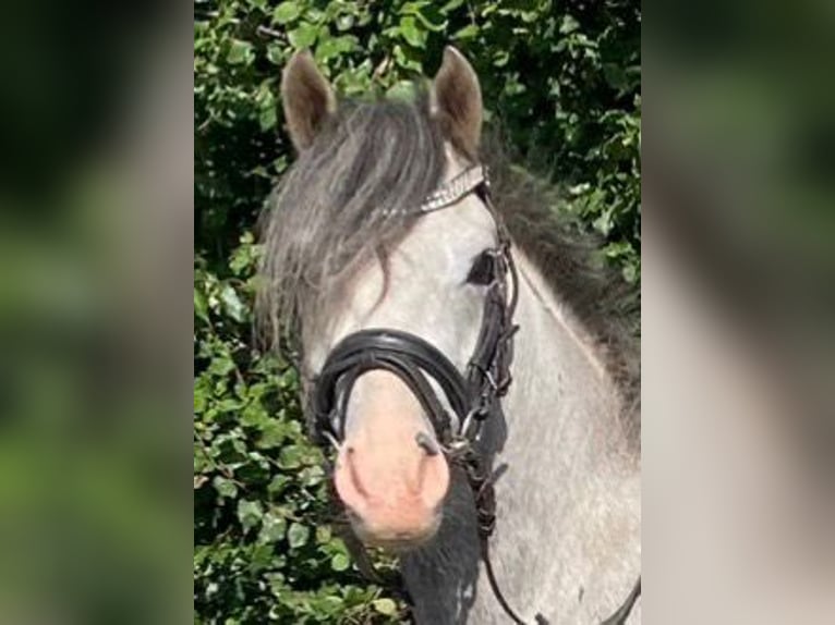 Galés B Caballo castrado 4 años 132 cm Tordo in Süderlügum