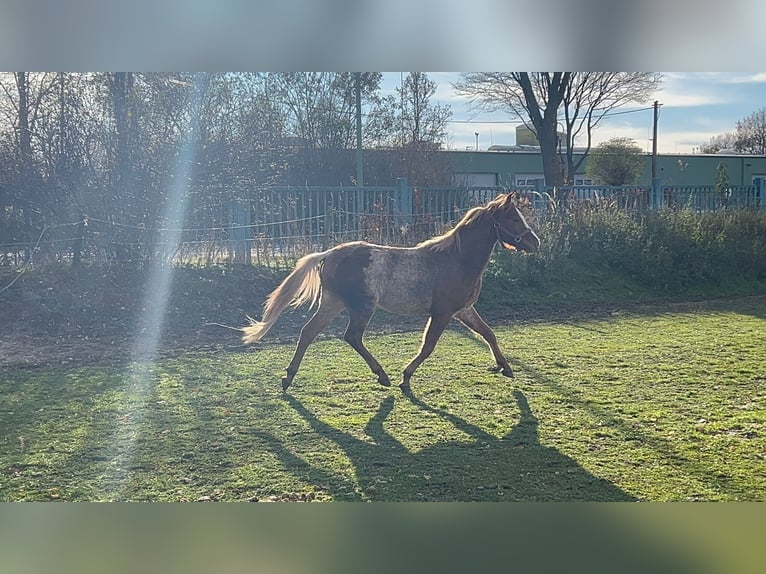 Galés B Caballo castrado 4 años 133 cm Ruano alazán in Niederzier
