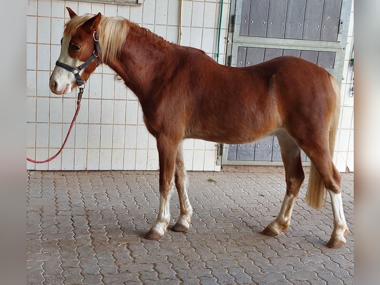 Galés B Caballo castrado 4 años 134 cm Alazán in Landolfshausen OT Mackenrode