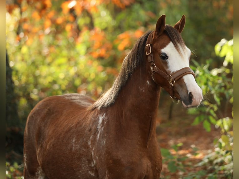 Galés B Caballo castrado 4 años 134 cm Alazán in Aalten