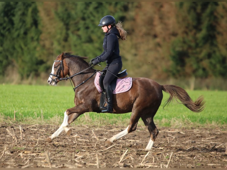 Galés B Caballo castrado 4 años 134 cm Palomino in Wildeshausen