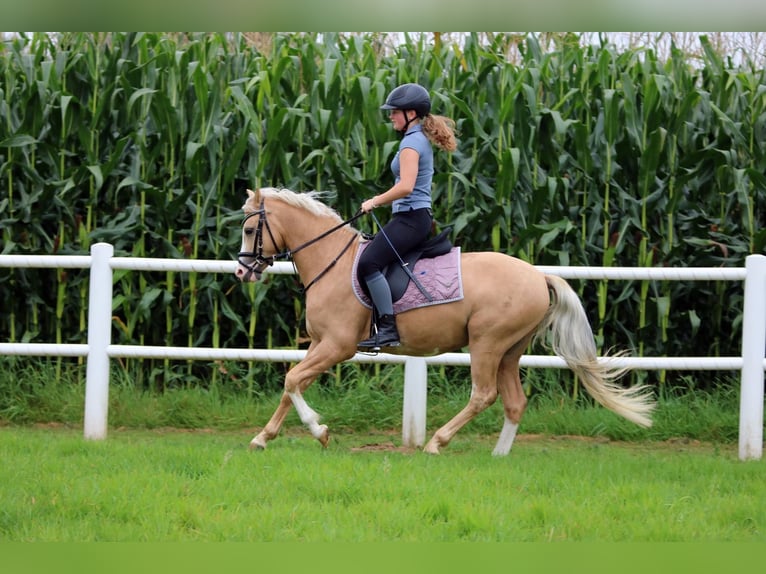 Galés B Caballo castrado 4 años 134 cm Palomino in Wildeshausen