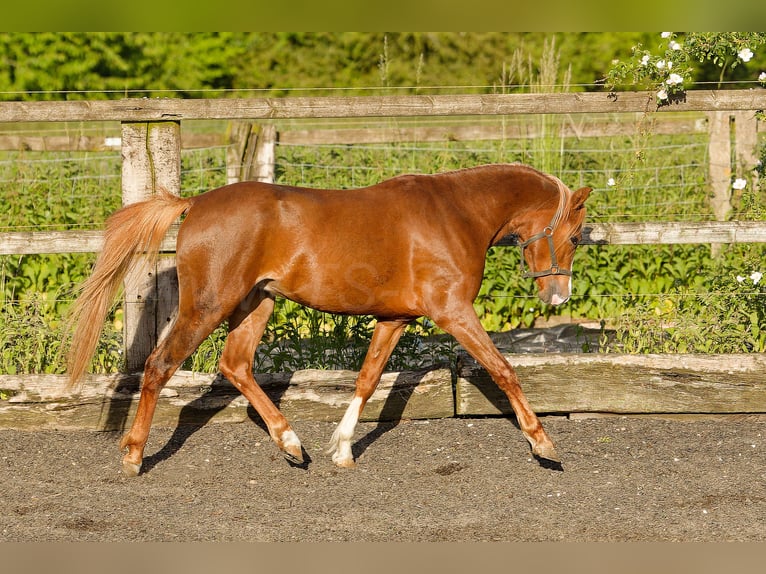 Galés B Caballo castrado 4 años 135 cm Alazán in Meerbusch