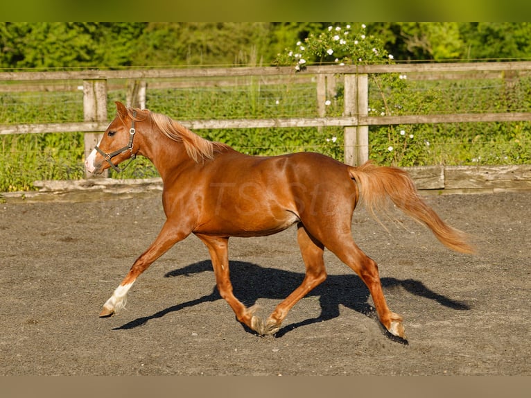 Galés B Caballo castrado 4 años 135 cm Alazán in Meerbusch