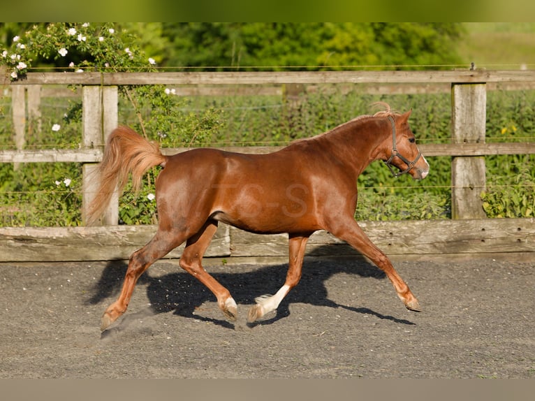 Galés B Caballo castrado 4 años 135 cm Alazán in Meerbusch