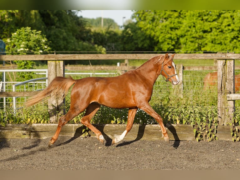 Galés B Caballo castrado 4 años 135 cm Alazán in Meerbusch