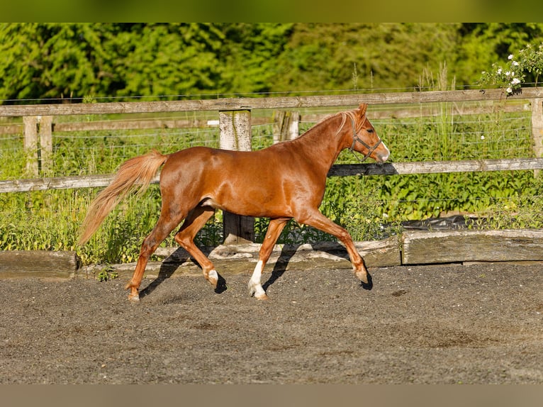 Galés B Caballo castrado 4 años 135 cm Alazán in Meerbusch