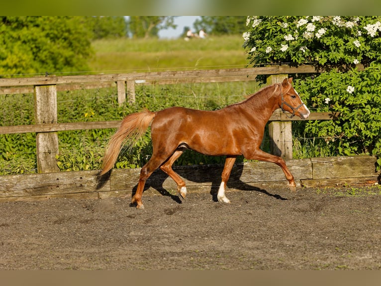 Galés B Caballo castrado 4 años 135 cm Alazán in Meerbusch