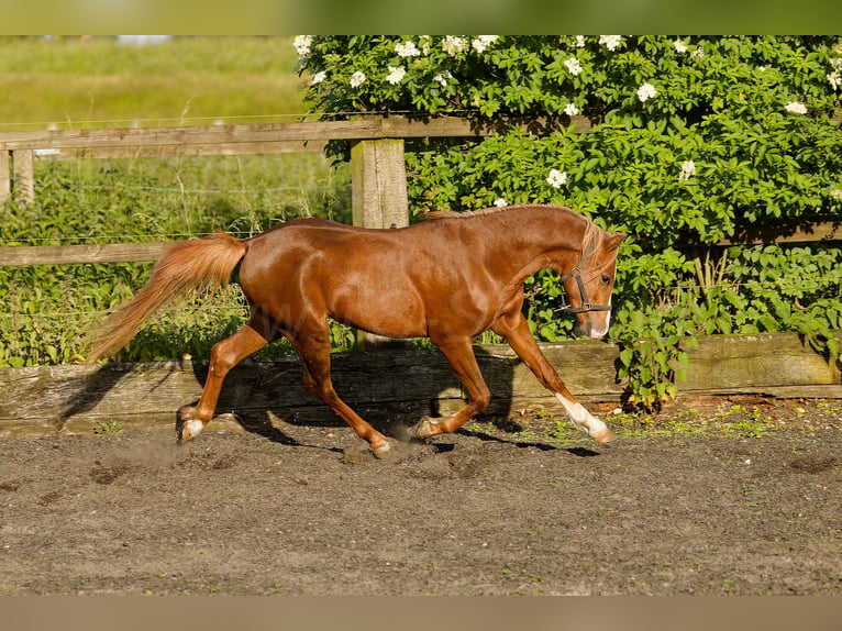 Galés B Caballo castrado 4 años 135 cm Alazán in Meerbusch