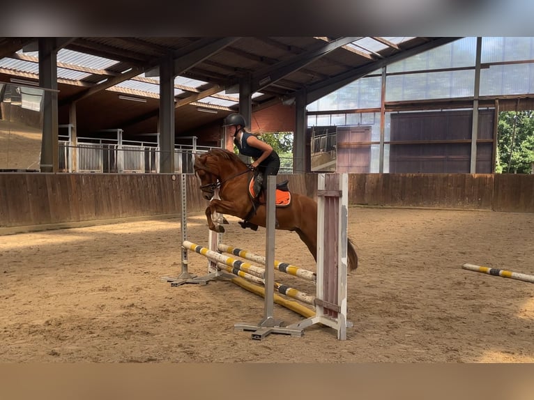 Galés B Caballo castrado 4 años 135 cm Alazán in Friesoythe