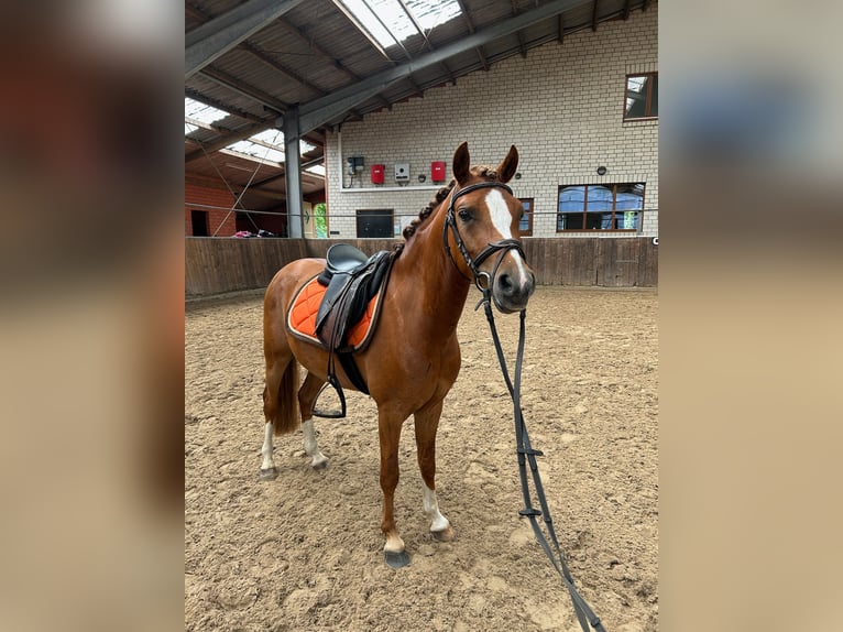 Galés B Caballo castrado 4 años 135 cm Alazán in Friesoythe