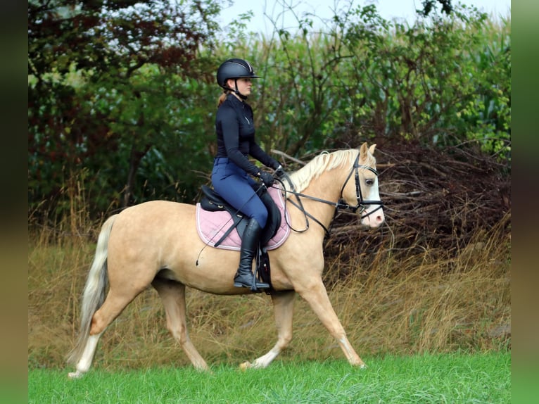 Galés B Caballo castrado 4 años 135 cm Palomino in Wildeshausen
