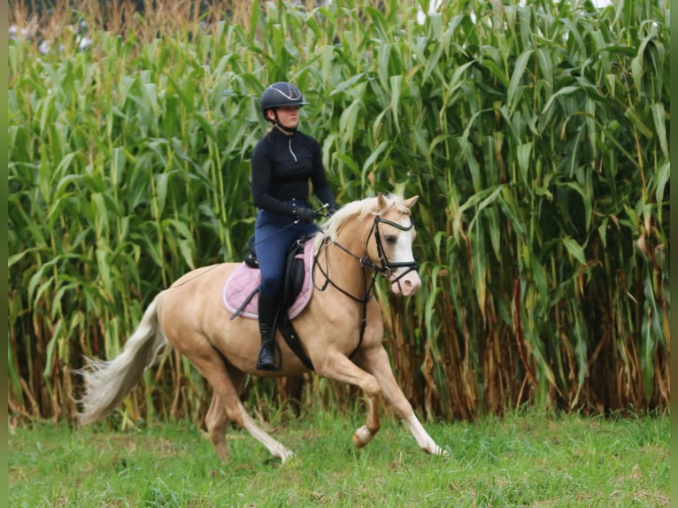 Galés B Caballo castrado 4 años 135 cm Palomino in Wildeshausen