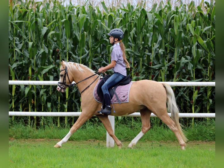 Galés B Caballo castrado 4 años 135 cm Palomino in Wildeshausen