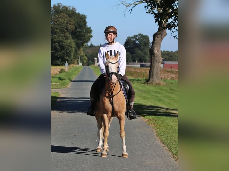 Galés B Caballo castrado 4 años 135 cm Palomino in Wildeshausen