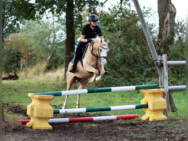 Galés B Caballo castrado 4 años 135 cm Palomino in Wildeshausen
