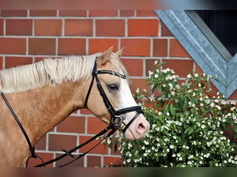 Galés B Caballo castrado 4 años 135 cm Palomino in Wildeshausen